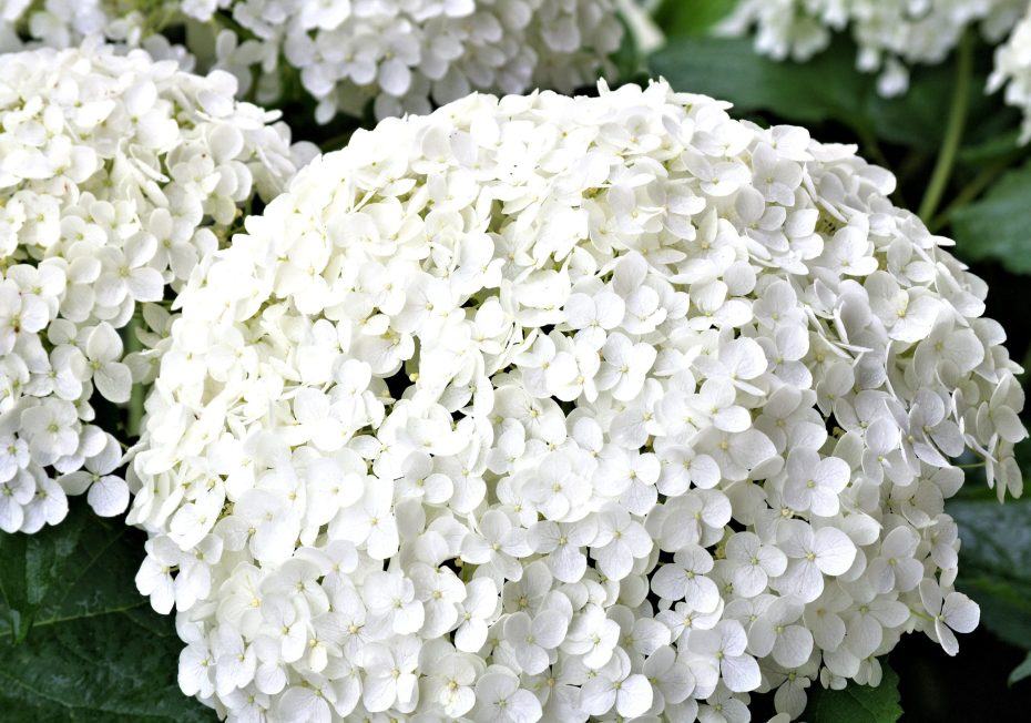 Hortensia blanca: cuidados