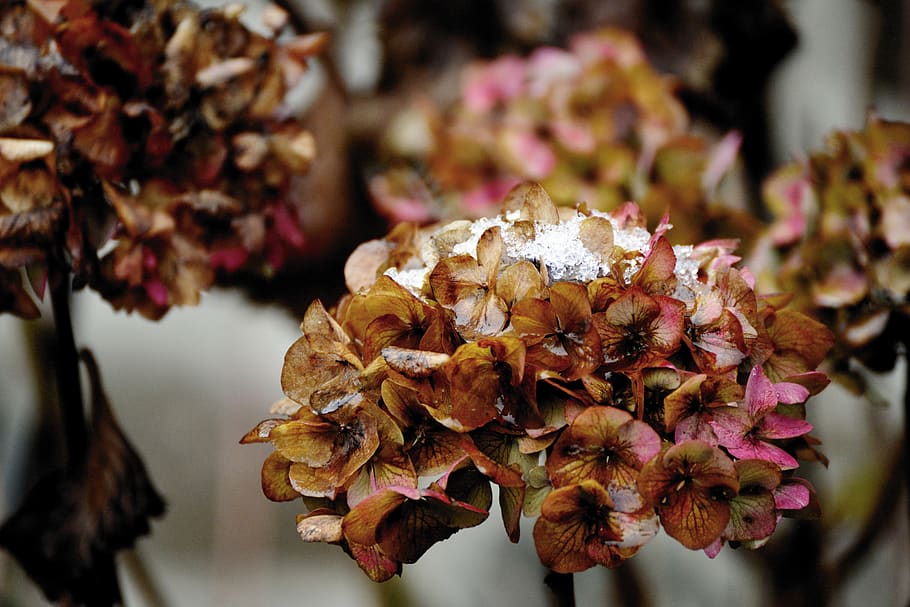 Hortensia de invierno (Bergenia crassifolia)