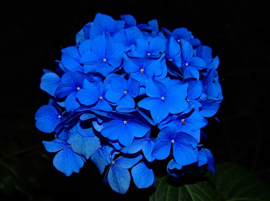 Cómo tener hortensias azules