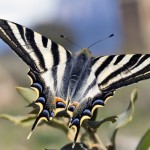 Consejos para Repeler a la Mariposa Chupaleches Iphiclides feisthamelii