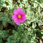 Jara rizada: una planta resistente y decorativa para tu jardín