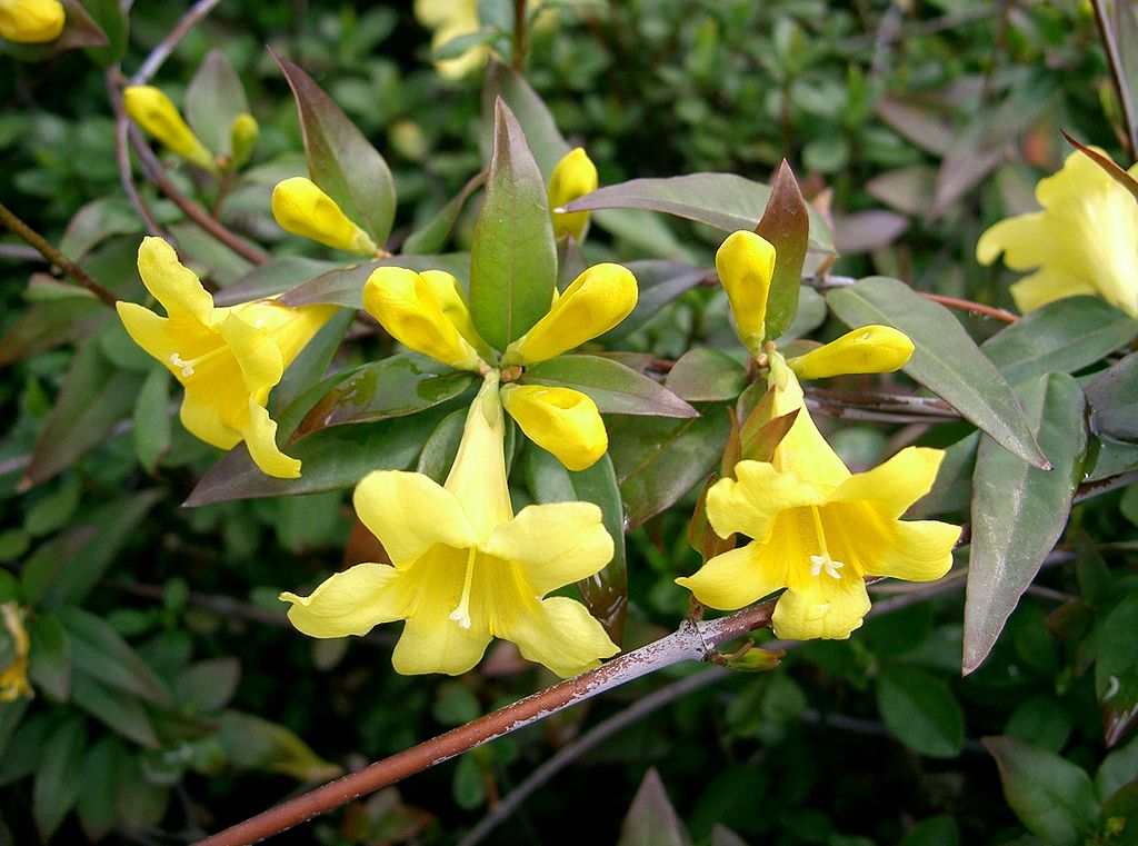 El Jazmín de Carolina: una planta trepadora fragante y fácil de cultivar