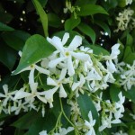 Cultivo de Trachelospermum jasminoides - Jazmín Estrellado