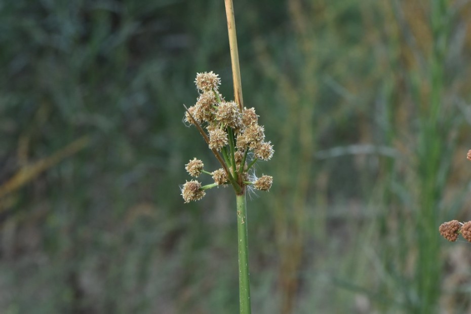 Junco churrero (Scirpus holoschoenus)