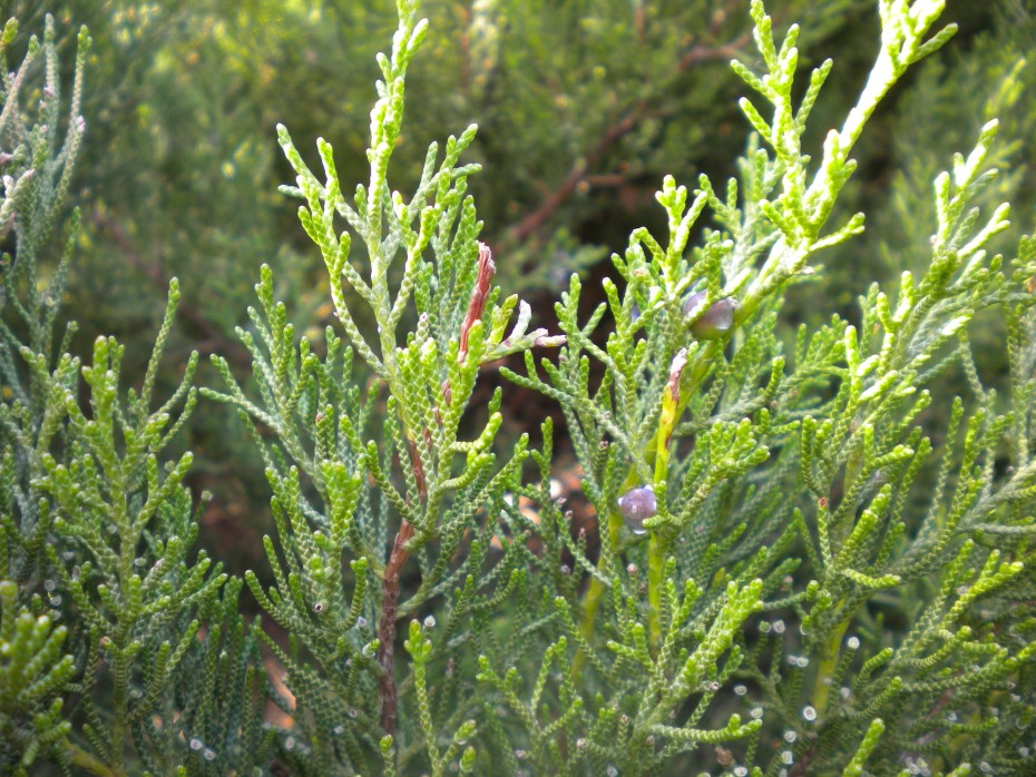 Cómo Plantar Juniperus phoenicea para Mejorar tu Jardín