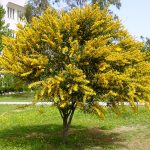 Acacia espinosa (Acacia horrida)