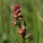 Cómo cultivar Acedera (Rumex acetosa): Guía paso a paso