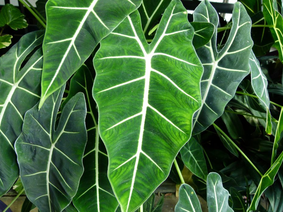 Alocasia dragón