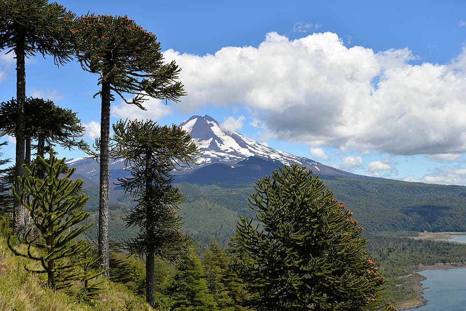 Araucaria (Araucaria bidwillii)