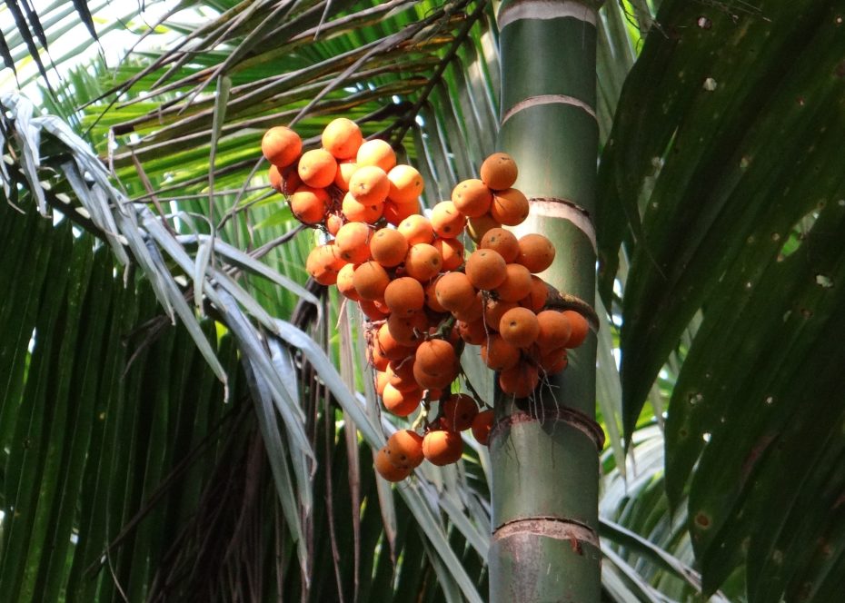 Areca o kentia: cómo diferenciarlas