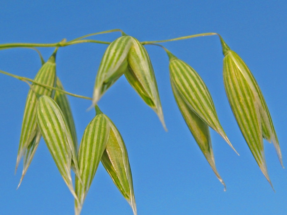 Avena sterilis