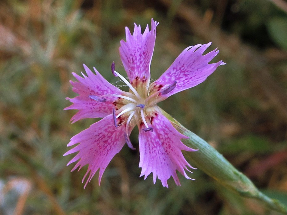 Clavelina: el dianthus hyssopifolius en tu jardín