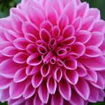 Dahlia pinnata