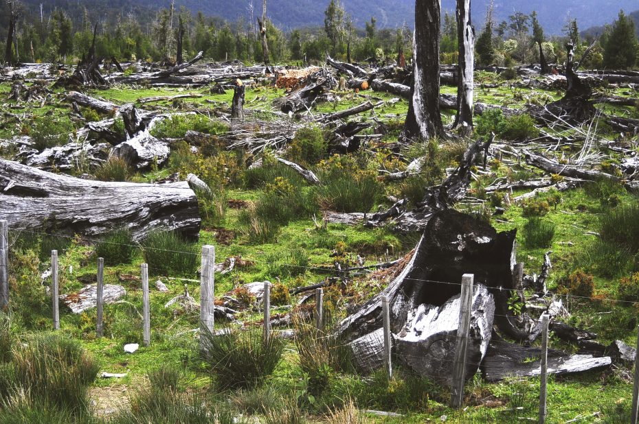 Deforestación