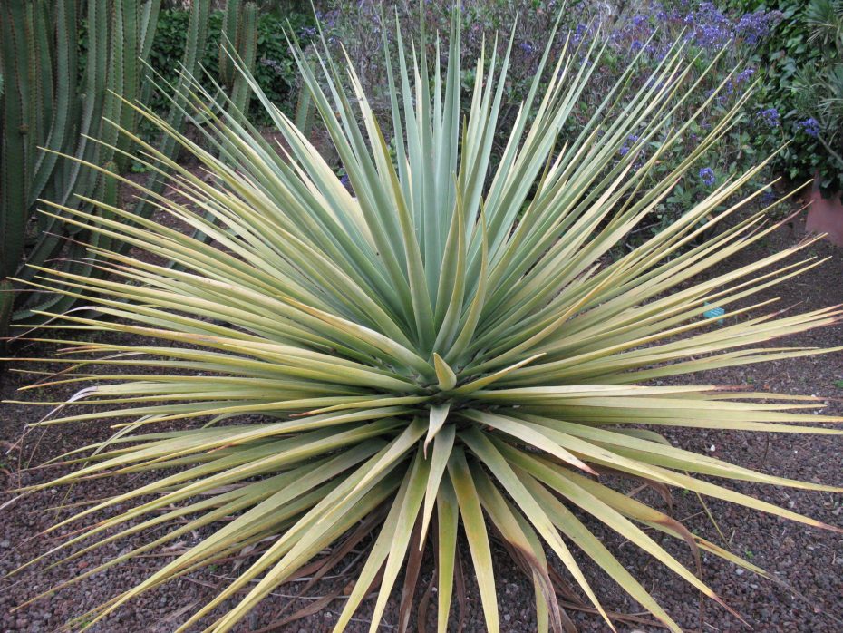 Drácena limón (Dracaena deremensis ‘Lemon Lime’)