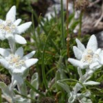 Edelweiss: características y cuidados de Leontopodium alpinum