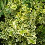 Euonymus: Una guía completa para cuidar y cultivar esta planta ornamental