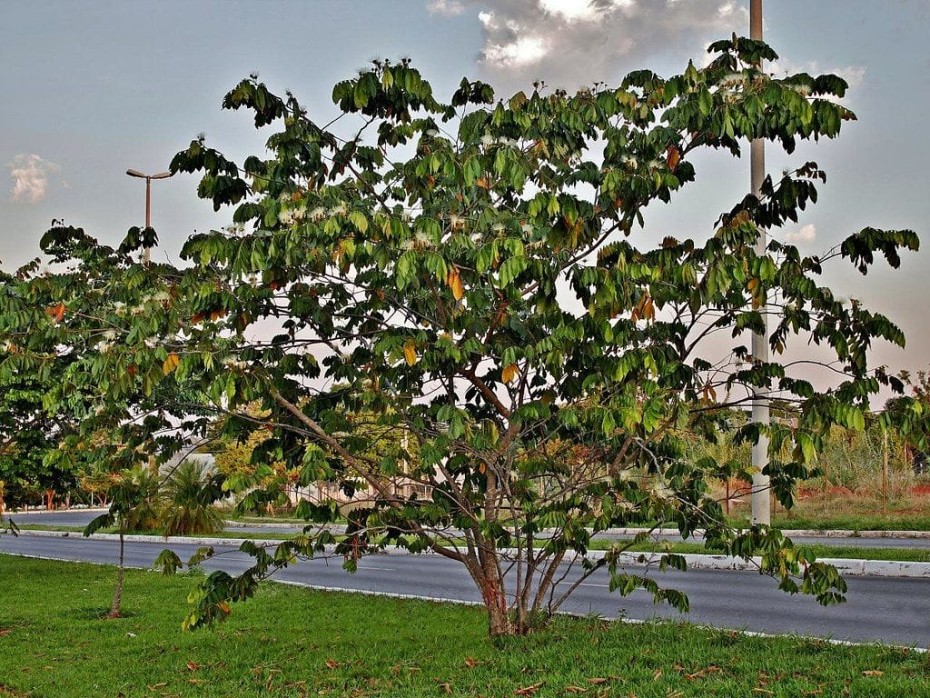 La guama: una planta tropical nutritiva y fácil de cultivar