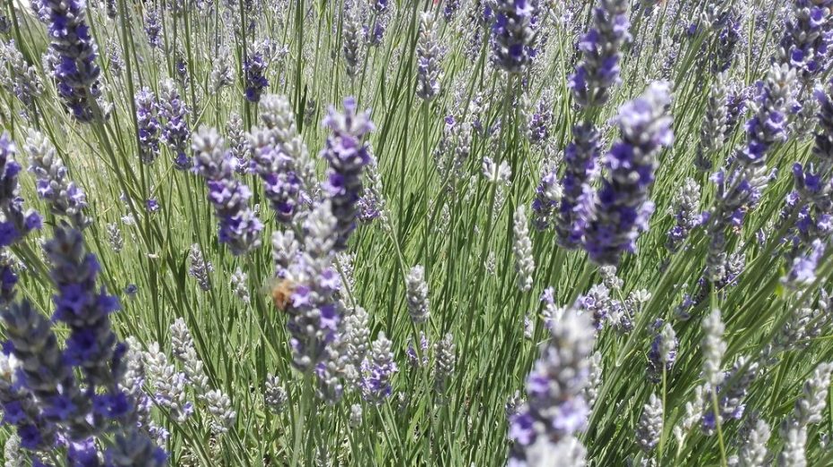 Lavanda mustia: cómo recuperarla