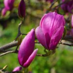 Principales variedades de Magnolias