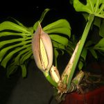 Monstera adansonii variegata