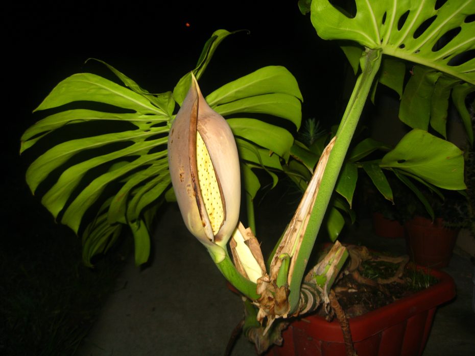 Todos los tipos de Monstera que puedes usar para decorar tu casa