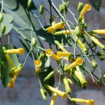 Nicotiana: una flor perfumada y atractiva para tu jardín