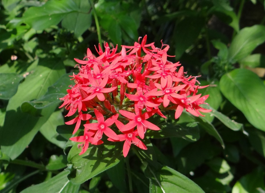 La Pentas: una planta de floración continua perfecta para jardines soleados