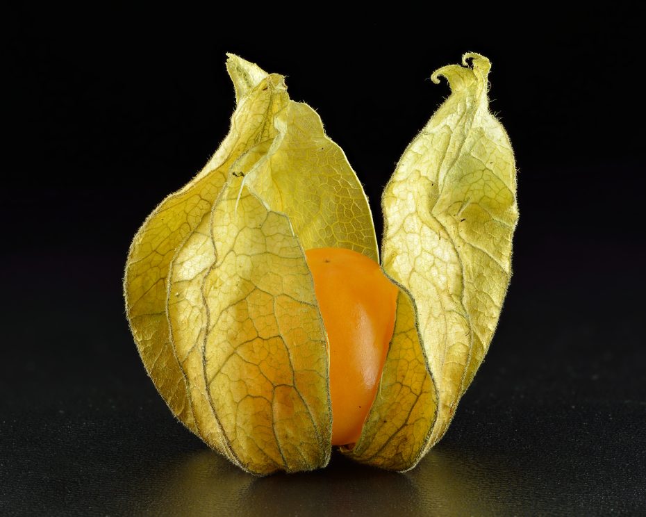 Physalis: Cultivo