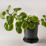 Plectranthus: beneficios para la salud y usos comunes en la jardinería