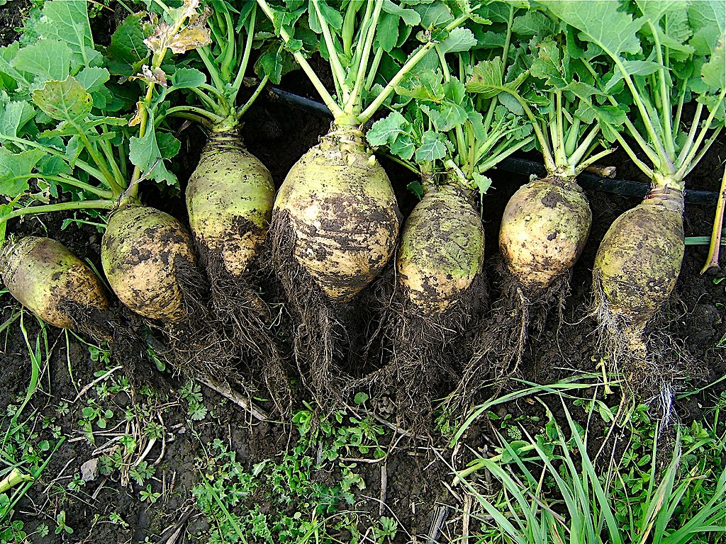 Rutabaga (Brassica napobrassica)