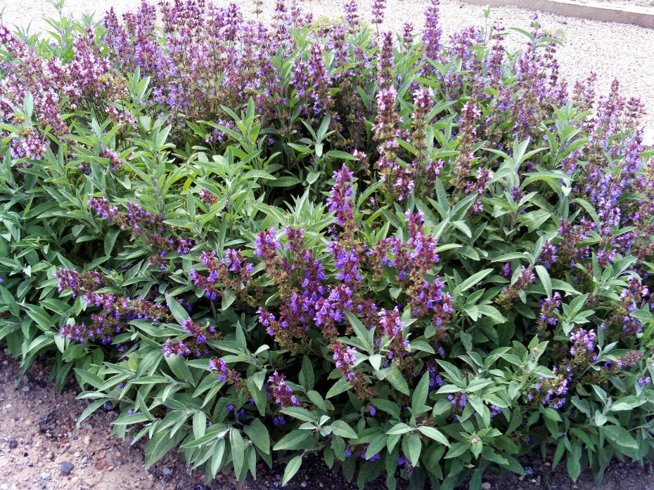 Cómo cuidar la salvia