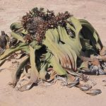 Así es la Welwitschia, la planta del desierto que »no puede morir»