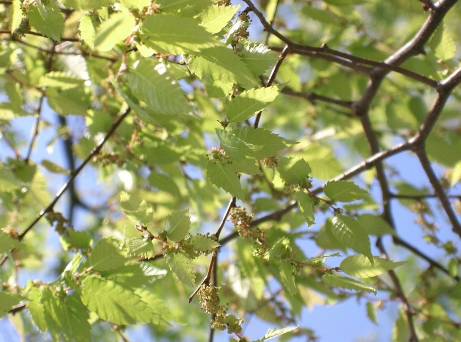 Zelkova: un árbol elegante y resistente para tu jardín