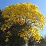 Lapacho: cómo cultivar este árbol decorativo en tu jardín
