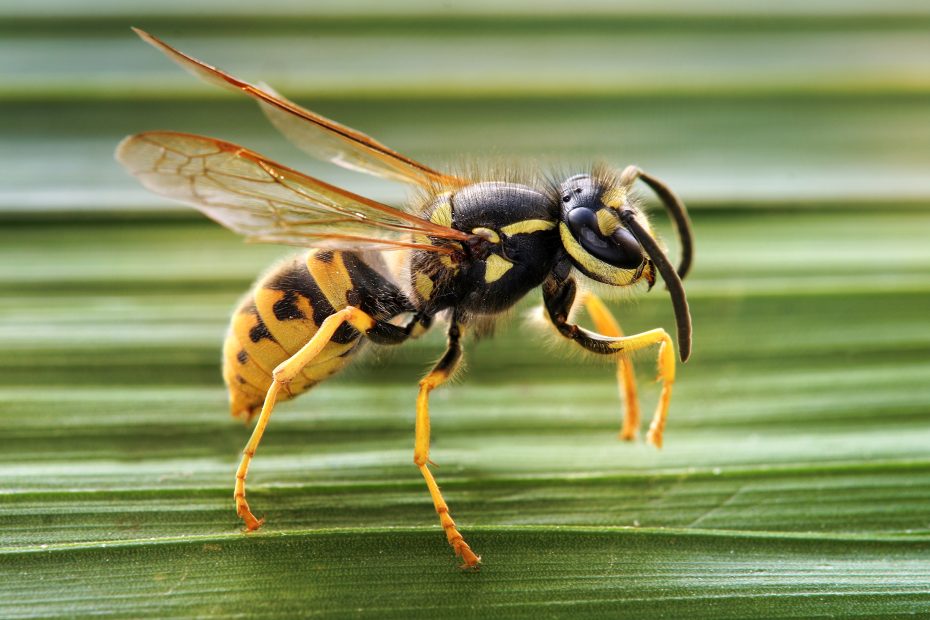 Cómo eliminar un avispero