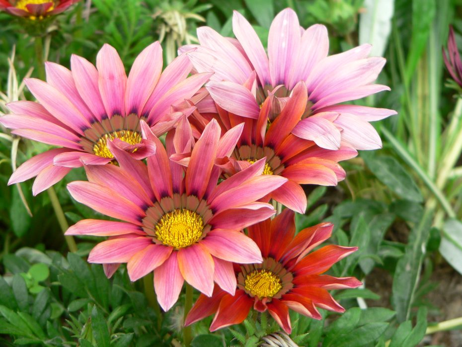 Gazanias: cuidados