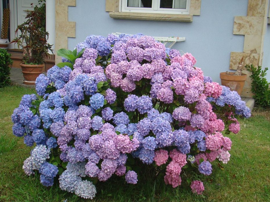 Por qué las hortensias no dan flores