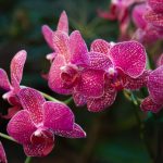 Características, cultivo y cuidados de las orquídeas