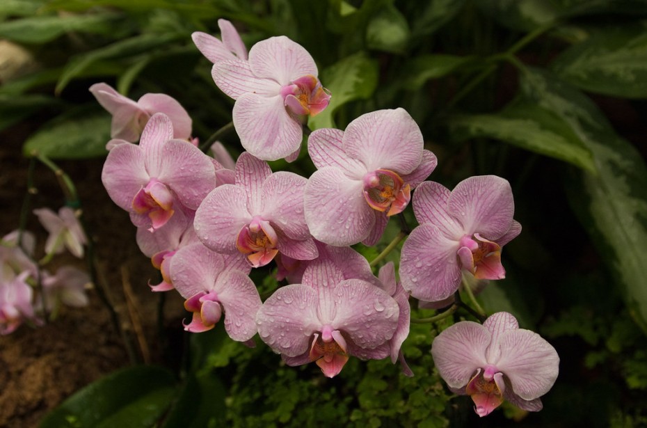 Cómo y cuándo podar orquídeas