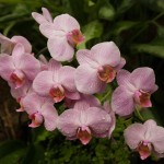 ¿Cuándo florecen las orquídeas? Consejos y trucos para un florecimiento espectacular