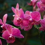 Cuál es el mejor sustrato para orquídeas