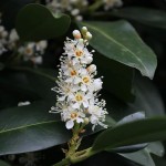 El Laurel cerezo: una planta de hoja perenne versátil y fácil de cuidar