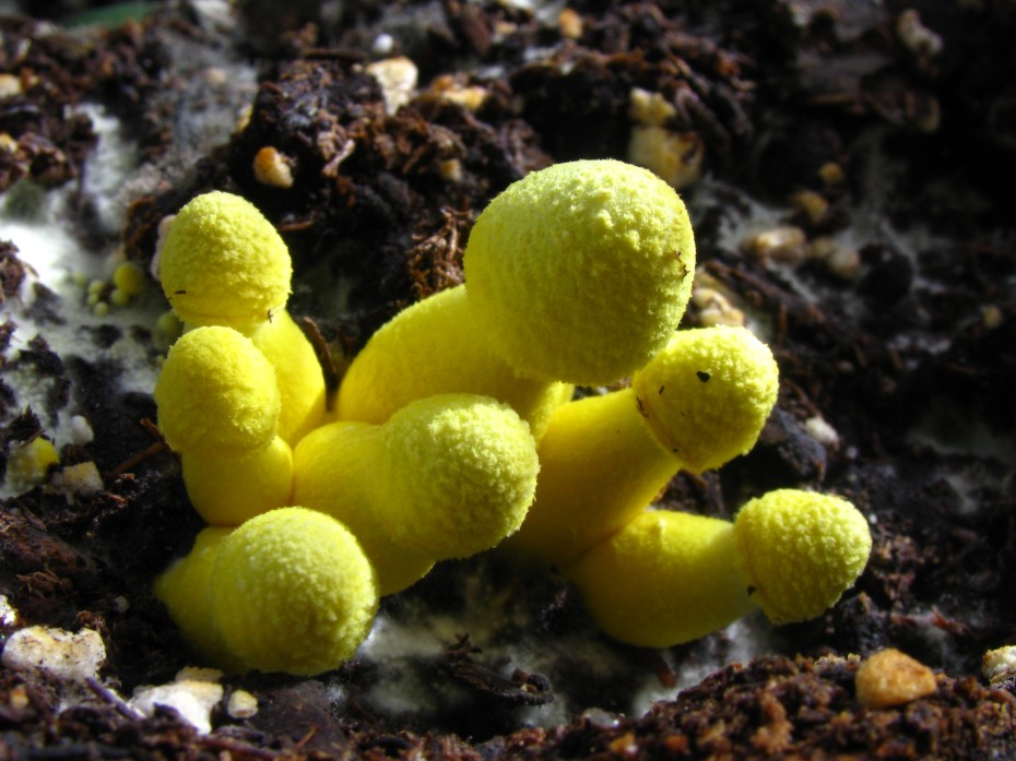 Cultivo de Leucocoprinus birnbaumii en Macetas Amarillas