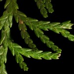 Cupressus Leylandii - Información sobre el Árbol de Leyland Cypress