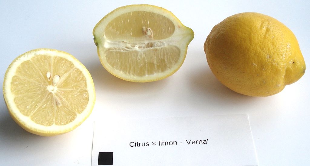 Limón verna: características