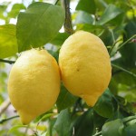 Por qué mi limonero no da frutos