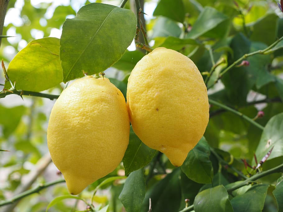 Por qué mi limonero no da frutos