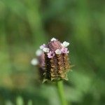 Lippia nodiflora: Todo lo que necesitas saber sobre la lipia