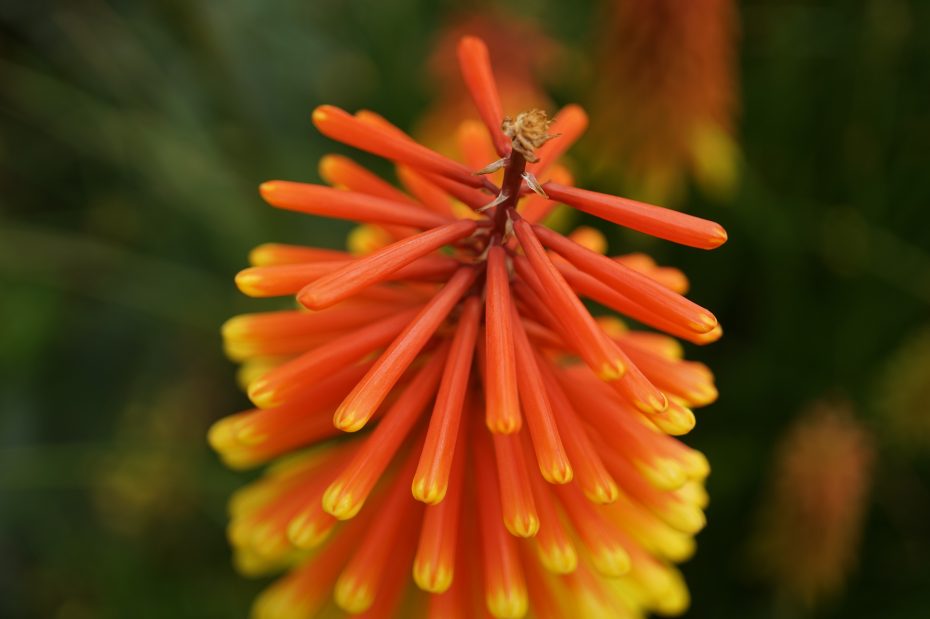 Plantas grises